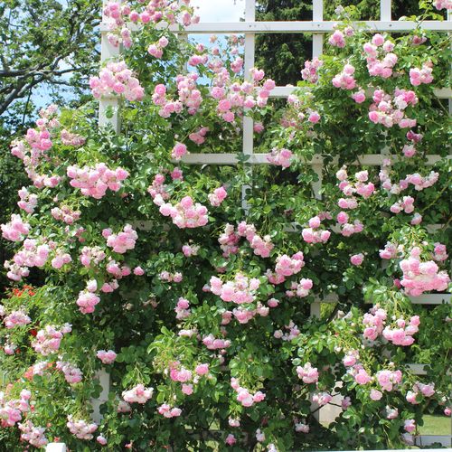 Fioletowo-różowy - Róże pienne - z kwiatami róży angielskiej - korona zwisająca